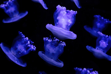 Fototapeta na wymiar Jellyfish Cotylorhiza Tuberculata isolated on black background