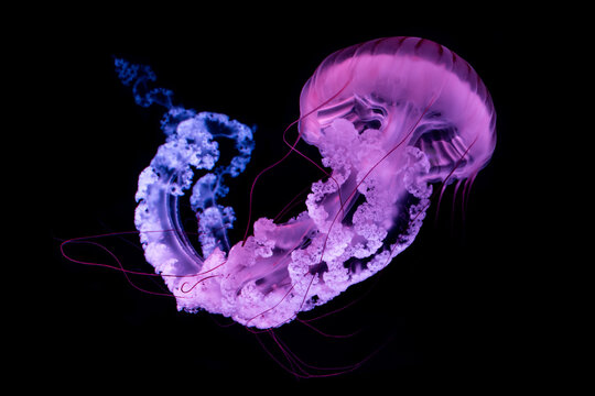 Jellyfish The South American sea nettle (Chrysaora plocamia) isolated on black background