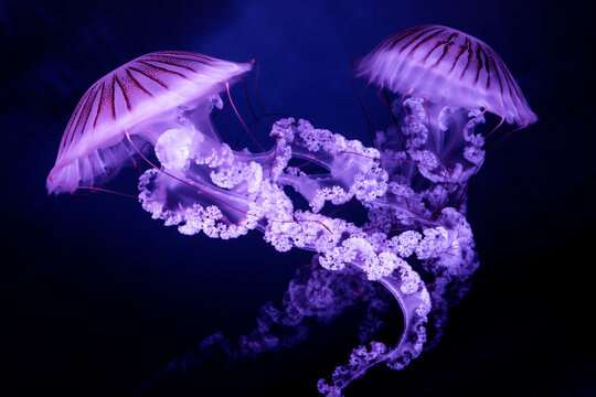 Jellyfish The South American sea nettle (Chrysaora plocamia) on dark background