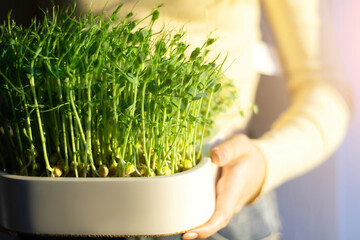 Woman holding white pot with organic peas microgreen sprouts. The concept of healthy eating and organic food