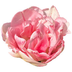 peony pink tulip flowers