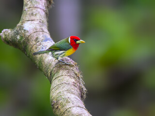 Red-headed Barbet portrait on tree branch against green background