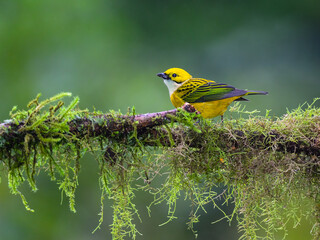 Silver-throated Tanager portrait on mossy stick against green background