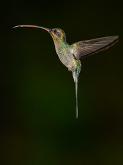 Silver-throated Tanager portrait on mossy stick against green background