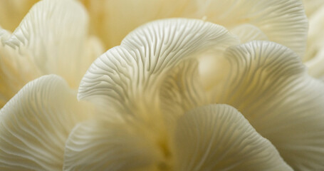 close up of mushrooms