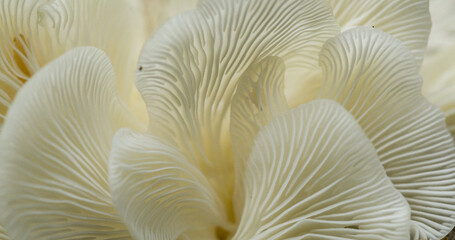 close up of mushrooms