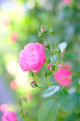 ピンクの優しい色合いの春のばら。背景をぼかして浮き立たせる