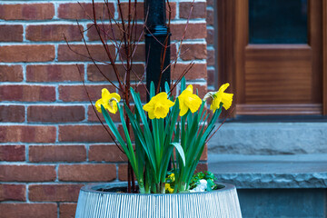 yellow daffodils outside in spring rain in a planter at a door step brick wall and drainpipe in background  - obrazy, fototapety, plakaty
