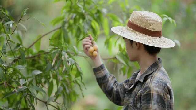 Picking Mayongchids Maprang Marian Plum in Thailand. Senior Asian farmer harvesting fresh sweet yellow Marian plums or Gandaria fruit. Maprang or mayong-chit exotic tropical fruits.
