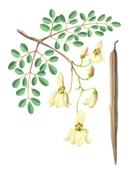 Moringa Hand Drawn Pencil Illustration with Leaves, Flowers and Seed Pods