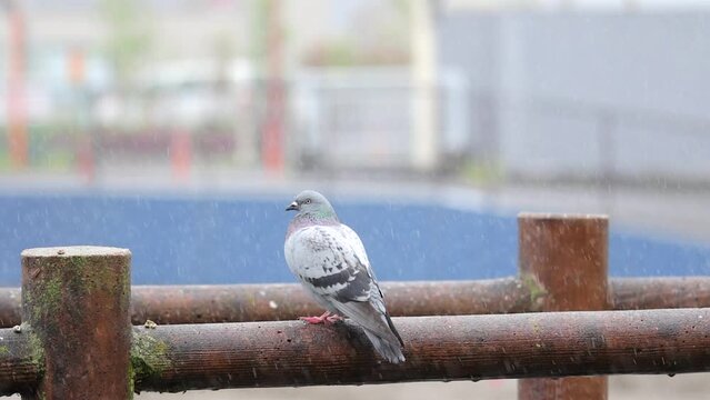 pigeon on a fence
