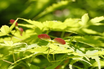 初夏の紅葉（青もみじ）