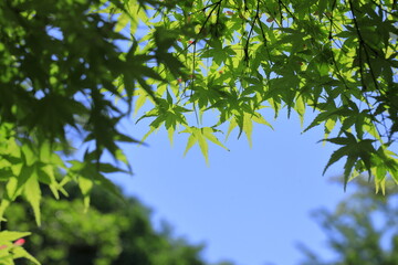 初夏の紅葉（青もみじ）