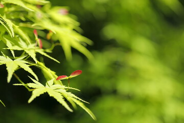 初夏の紅葉（青もみじ）