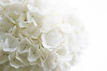 Schilderijen op glas Close up Blooming white hydrangea for background © foreverhappy