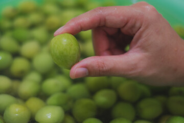 Hand's holding fresh ume or plum that prepare for plum wine, whisky, vodka and alcohol or spirits. Concept of home made plum. Plum pickled.