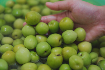 Hand's holding fresh ume or plum that prepare for plum wine, whisky, vodka and alcohol or spirits. Concept of home made plum. Plum pickled.