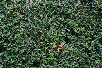 background of green leaves