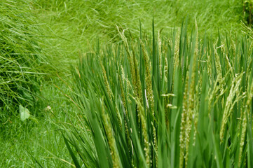 Close Up View Of Newly Emerged Grains Of Rice Plants Among Their Leaves With A Grass Field Beside Them