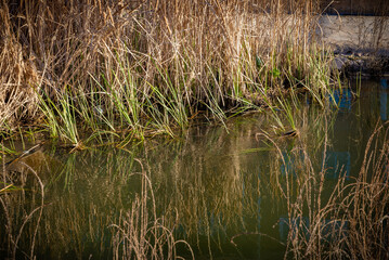 paisaje de primavera con el campo y flores en la España central en primavera