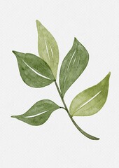watercolor leaves jpg, leaf, flowers, watercolor, drawing, illustration, foliage, botanical, wreath