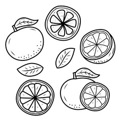 Set of orange fruit vector illustrations in cute hand-drawn style isolated on white background. Orange fruit doodle 