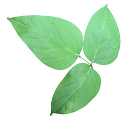 Green leaves isolated on transparent background.