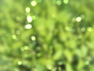 Fototapeta premium water drops on green leaf