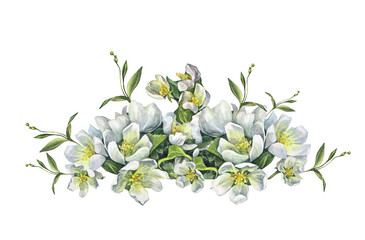 Watercolor branch with apple blossoms isolated on white background. Spring arrangement flowers. Lush foliage for celebration frame. Clipart for wedding invite or 8 March. Wallpaper wrapping, sticker