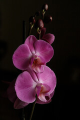 Purple beautiful orchid flower blossoming close up background botanical high quality big size instant prints