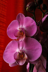 Purple beautiful orchid flower blossoming close up background botanical high quality big size instant prints