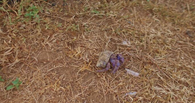 .Hermit crabs rely on their shells for shelter..The crab will hide in its shell when it's safe, it will pop its head out and continue walking..