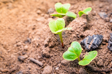 Sprouted radish close-up in the vegetable garden. Young green leaves of germinated radish seeds in...