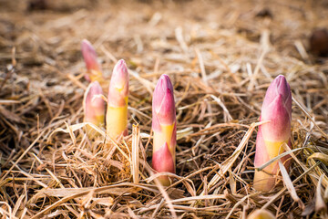 Purple shoot of asparagus sprouted in the vegetable garden, close-up. The beginning of the growth...