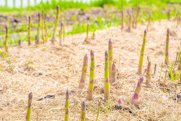 Delicious asparagus grows on a home garden bed, sunny spring day. Well-groomed garden with...