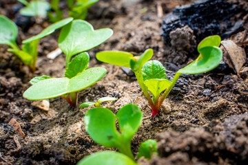 Young sprouts of a growing radish in a garden bed close-up. First green leaves of germinated red...