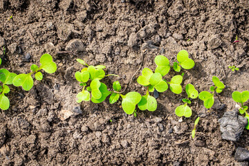 Young leaves of a growing radish in the garden, top view. First green sprouts