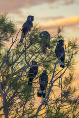 Sunset Gang Gang Mob vert © david hutchinson