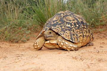 A leopard tortoise (Stigmochelys pardalis) in natural habitat, South Africa.
