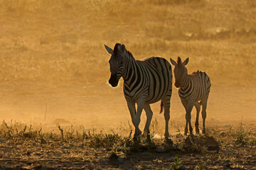 Plains zebras (Equus burchelli) in dust at sunrise, Etosha National Park, Namibia.
