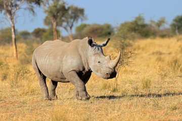 Obraz premium A white rhinoceros (Ceratotherium simum) in natural habitat, South Africa.
