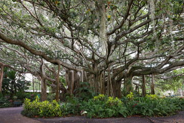 A huge banyan tree in Cypress Garden, Winter Haven, Florida - obrazy, fototapety, plakaty