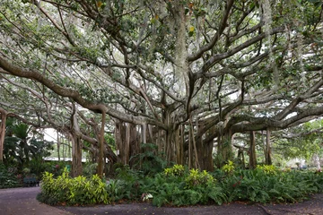 Tuinposter A huge banyan tree in Cypress Garden, Winter Haven, Florida © Bo