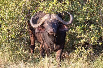 Obraz premium Cape buffalo retreated into a bush in self defense