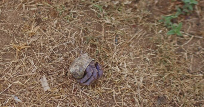 .Hermit crabs rely on their shells for shelter..The crab will hide in its shell when it's safe, it will pop its head out and continue walking..