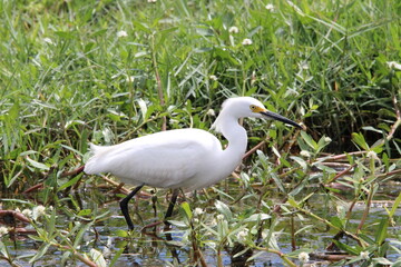 great white heron