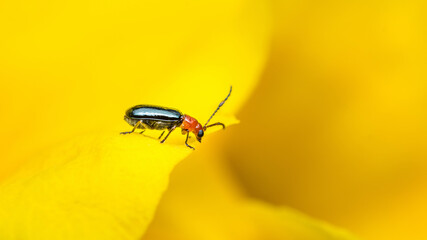 Cereal leaf beetle (Oulema melanopus) eating yellow elder flower, close up photography.