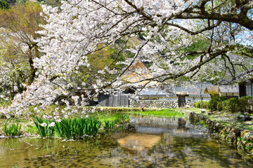 Fototapeta na wymiar 兵庫県朝来市生野町の左中の千年家の桜