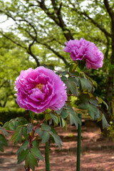 姫路城千姫ぼたん園のピンク色のぼたん