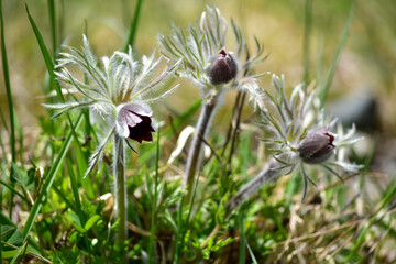 ハチ北高原に咲く翁草